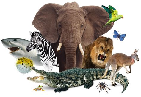 World of animals. Things To Know About World of animals. 