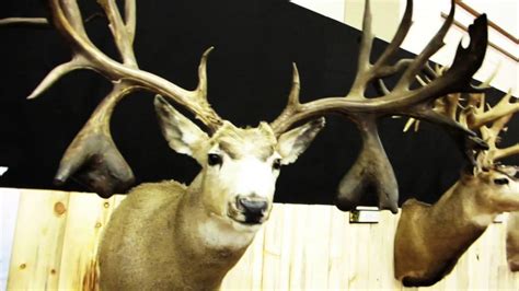 World record mule deer sheds. For a typical whitetail, meaning the antlers are symmetrical, the minimum score is 125 inches. A non-typical whitetail must have a minimum score of 155 inches for entry. A typical mule deer has to tape out at 145 inches or greater, while a non-typical muley is eligible at 170 inches. 