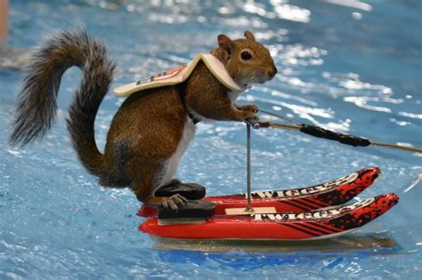 World-famous water skiing squirrel visits Rochester to show off her skills