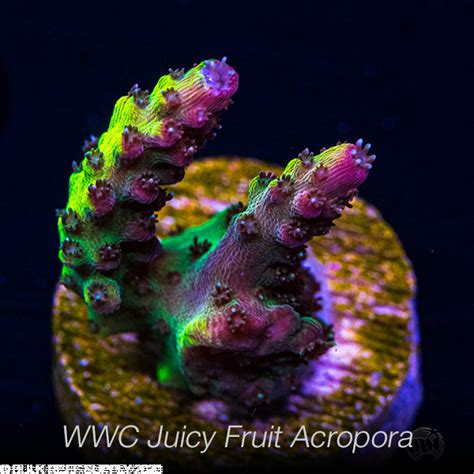 Worldwidecorals - All Livestock. Showing 1 - 48 of 465 products. Display: 48 per page. Sort by: Date, new to old. View. WWC Caribbean Blue Zoanthids. $49.00. In stock. Add to cart. 
