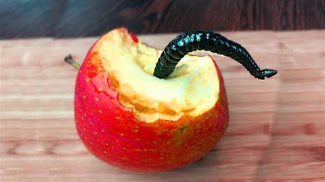 Worm apple. Things To Know About Worm apple. 