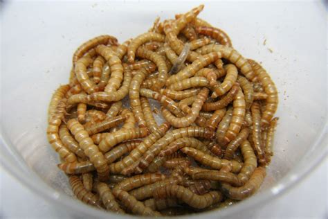 Wormfood. Things To Know About Wormfood. 