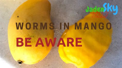 Worms in Mango Be Aware - YouTube