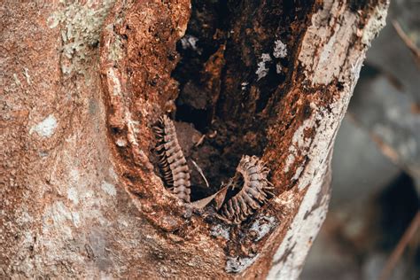 Worms in trees. The webs often found in pecan trees are produced by fall webworms. This pest primarily attacks pecan but other trees including persimmon, sweet gum, and Bradford pear can also be hosts. I will ... 