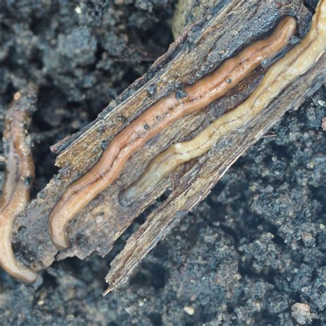 Worms that secrete a dangerous paralyzing toxin spreading in Montreal