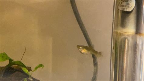 Worried my female guppy is bleeding internally - Reddit