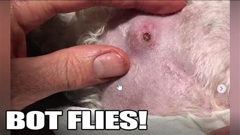 bot fly maggots, botfly removal, botfly larvae removal, mangoworms removal . 