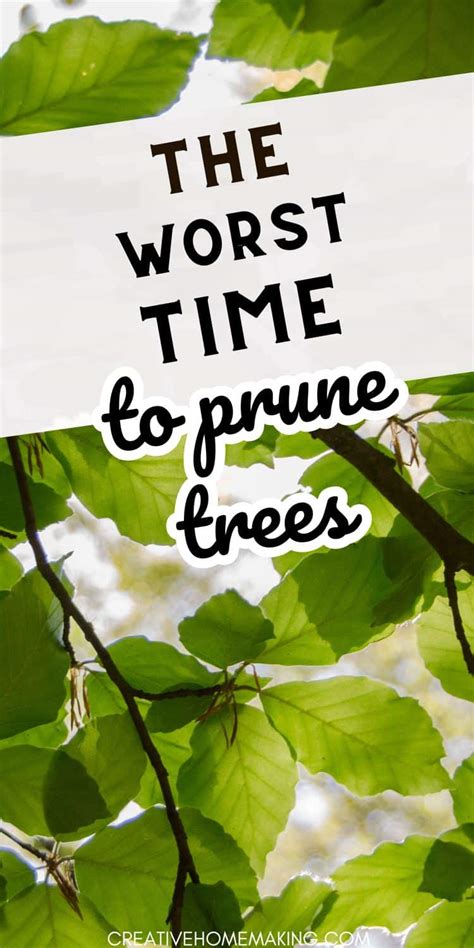 Worst time to prune trees. Learn why winter is the best time for pruning trees and how to prune different types of trees depending on their needs. Find out what happens if you prune a tree at the wrong time and how to fix a botched job. See more 