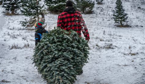 Would you want to cut down your own Christmas Tree in Shawnee National Forest?