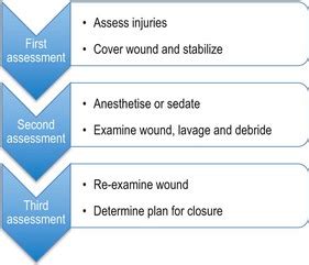 Wounds and Injuries Veterian Key