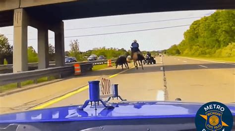 Wranglers capture runaway cow on I-75 in Oakland County