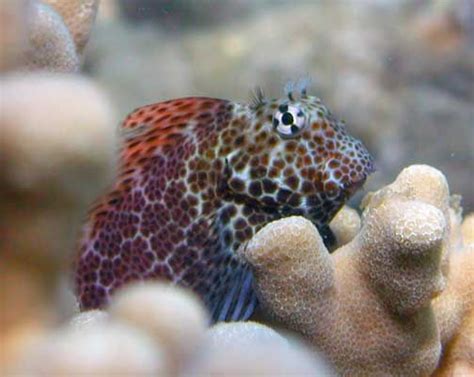 Wrasse family - Fishes of Kaloko-Honokohau National Historical Park