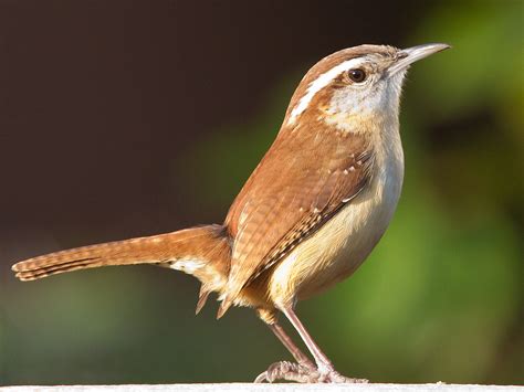 Wren - Wikipedia