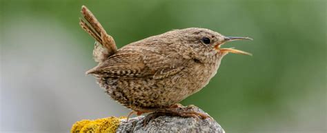 Wren Rainier Onlyfans Leak [SEX VIDEO] 216 Photos