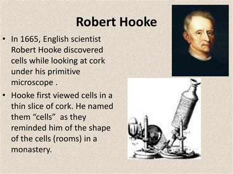 Write down the contribution of robert hooke in the discovery of cell