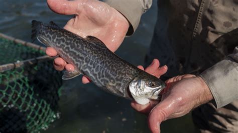 Wv dept of natural resources trout stocking. May 14, 2019 ... Last week, WV DNR stocked 1500 lbs of trout along Shavers Fork of the Cheat River. This stretch of stream is only accessible via rail car. 