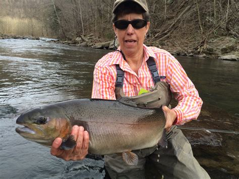 The West Virginia Division of Natural Resources is now stocking this unique sport fish with other trout species at a rate of 10 percent in scheduled stockings around the state.. 