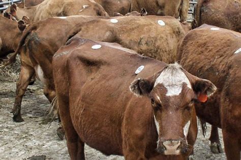 MyMarketNews. Datamart for Livestock Mandatory Price Reporting. Livestock, Poultry, and Grain Market News Portal. All Livestock, Poultry, and Grain Market News Reports. Bioenergy.. 