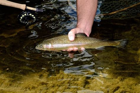 ELKINS, W.Va. — Starting March 29th the Division of Natural Resources Program intends to make the streams run with gold in West Virginia. The annual Gold Rush trout stocking runs for two weeks ...