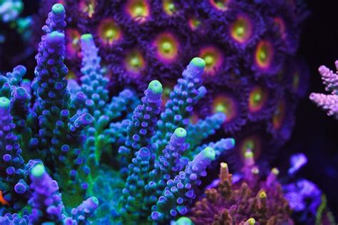 Wwc corals. ***WWC will post corals priced at $5 each throughout the sale! You can buy a maximum of 2, and you must buy at least 1 non-$5 coral for each $5 coral you purchase.*** Shipping during the sale and after will be $39.99 ($34.99 for FL residents). Purchase your shipping unit as soon as possible to secure your … 