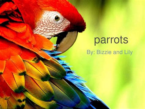 Www parrot biz guide free ppt downloads. - Schiedsgerichtsbarkeit in hong kong ein benutzerhandbuch.