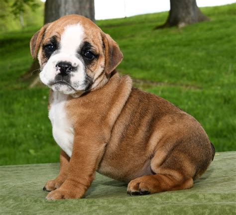 With our rigorous breeder screening process, dedicated support, and expertise in getting the dog to you, youll find peace of mind knowing youre getting a well-bred puppy from a trusted source. . Wwwlancasterpuppiescom