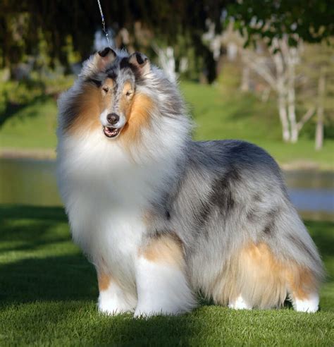 (Ch. Southland's Bowen Island, ROM × Ch. Tartanside Foolproof, ROM) Sable Collie (Rough).. 