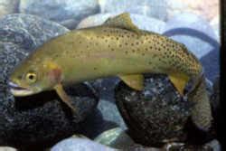 Wyoming State Fish: Cutthroat Trout (Salmo clarki)