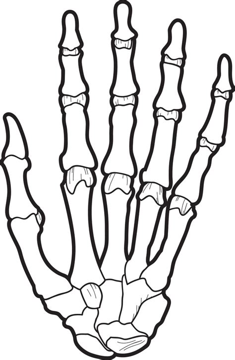 X Ray Coloring Pages