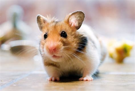 X hamstser. hamster: [noun] any of a subfamily (Cricetinae) of small Old World rodents having very large cheek pouches. 