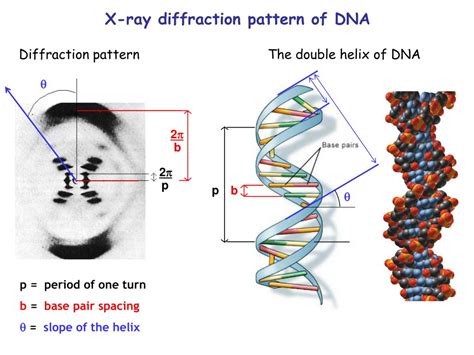 X-ray Diffraction DNA Structure - wintechmobiles.com