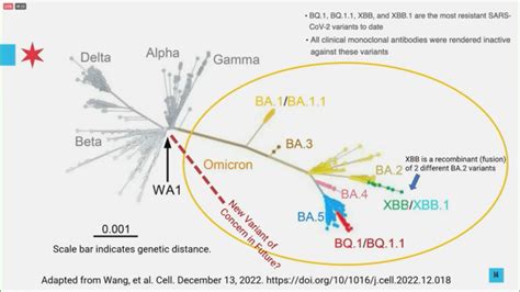 XBB.1.5, BA.2.86, JN.1: How to understand the coronavirus alphabet soup