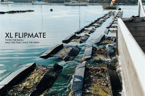 XL FLIPMATE - XL Oysters - balustradellc