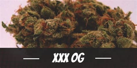 XXX OG Marijuana Strain Information & Reviews AllBud