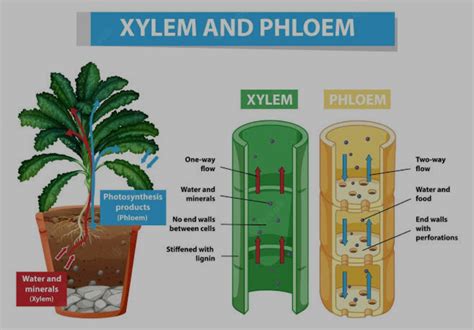 Xylem - muktibox.com