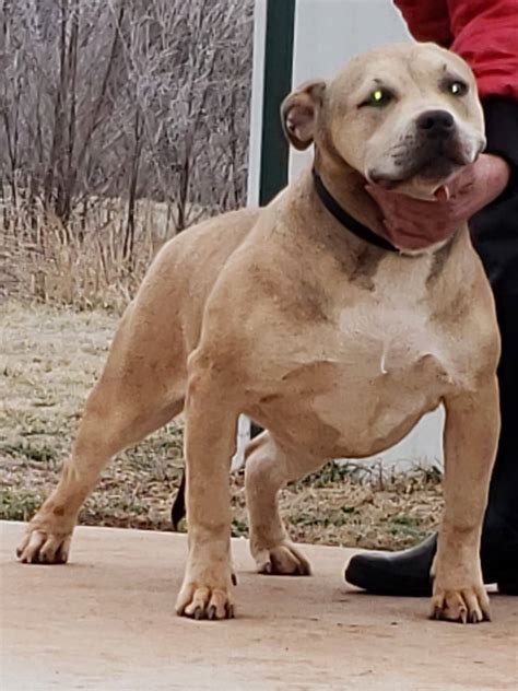 Xl bully near me. 16. American XL bully pups. Age: 4 weeksReady to leave: in 4 weeks. Alford, Lincolnshire. £ 1,500. 10 days ago. 1. 2. Find a xl bully in Scotland on Gumtree, the #1 site for Dogs & Puppies for Sale classifieds ads in the UK. 