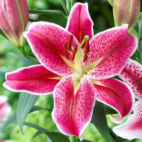 The flowers boast various shades and grow 6-10 wide. This group is preferred for summer gardens and cut flowers thanks to the unique shape and size of the flowers. Some of the most popular Orienpet hybrid lilies to grow in your garden include the Lilium ‘Dizzy’, Lilium ‘Tom Pouce’, Playtime, and Red Eye.