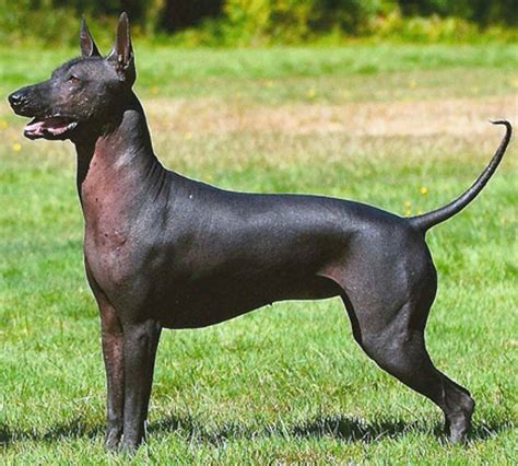 Xolo breeder. From there, this breed started to become more well known. In 2007, the Xoloitzcuintli was again recognized and they can be found in three different sizes: Standard, Miniature, and Toy. The gene that causes hairlessness in the Xoloitzcuintli is the same as that in Chinese Cresteds, and the Xoloitzcuintli may descend from ancient Asian hairless dogs. 