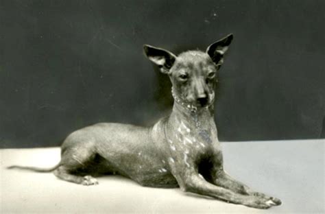 Xoloitzcuintli History: From Death to Resurrection