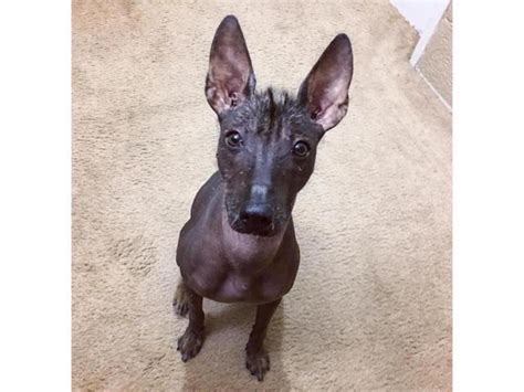 Xoloitzcuintli for sale. Good For First Time Pet Parents. Breed Appearance. When it comes to appearance, the Xoloitzcuintli is a truly unique breed. This lean and sturdy pup is also called the Mexican Hairless Dog—and for good reason. Most Xolos have mostly hairless skin that's smooth and tough. More rarely, some Xolos have a short, flat coat. 