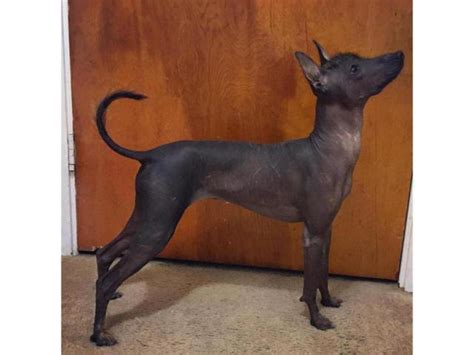 I have two Xoloitzcuintli puppies available for sale. They 