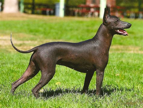 Xoloitzcuintli near me. Things To Know About Xoloitzcuintli near me. 