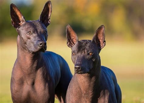 Xoloitzcuintli, pronounced "show-low-itz-QUEENT-ly" or "xolo'" ("show-low") for short, is more commonly known as the Mexican hairless dog. This exotic breed is a calm, alert, and loyal companion. While the standard xolo is a medium-sized dog, weighing between 30-55 pounds, the breed can also be found in two smaller sizes as well: toy and .... 