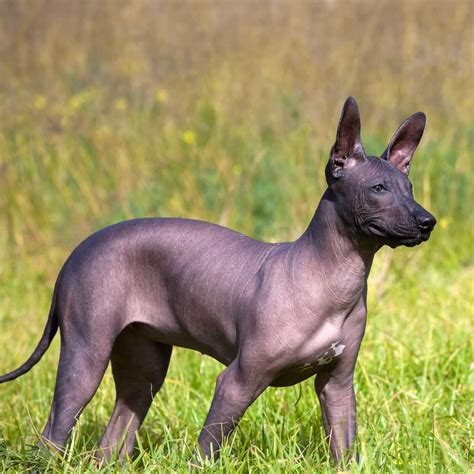 His tail is long and thin. The dog's feet are like those of a hare. Other than a tuft of coarse hair on its skull, the Mexican hairless is indeed hairless. Consequently, the dog does not shed. His skin is soft, smooth and warm to the touch. These dogs are gray, gray-black or dark bronze, and some have pink or brown spots.. 