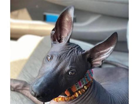 We have Standard size Xoloitzcuintli (Mexican Hairless) puppies available for their new homes. There are 2 coated males and 5 hairless puppies, including 2 males and 3 females. The hairless pups are priced at $1200.00, while the coated pups are priced at $500.00.. 