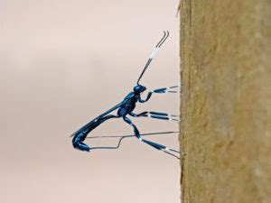 Xorides Stigmapterus Wasp - Field Station