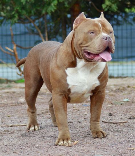 Find a American Bully puppy from reputable breeders near you in Sa
