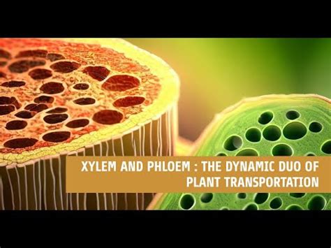 Xylem and Phloem A Plant’s Dynamic Duo