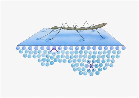 Yüzey Gerilimi Testi.