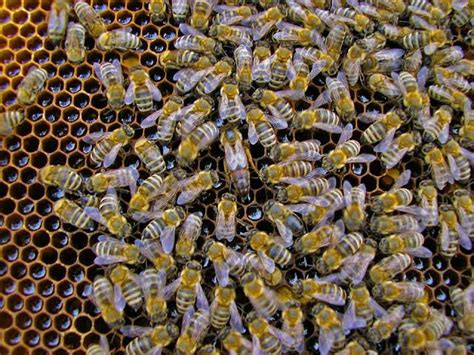 Yığılca ana arı satışı